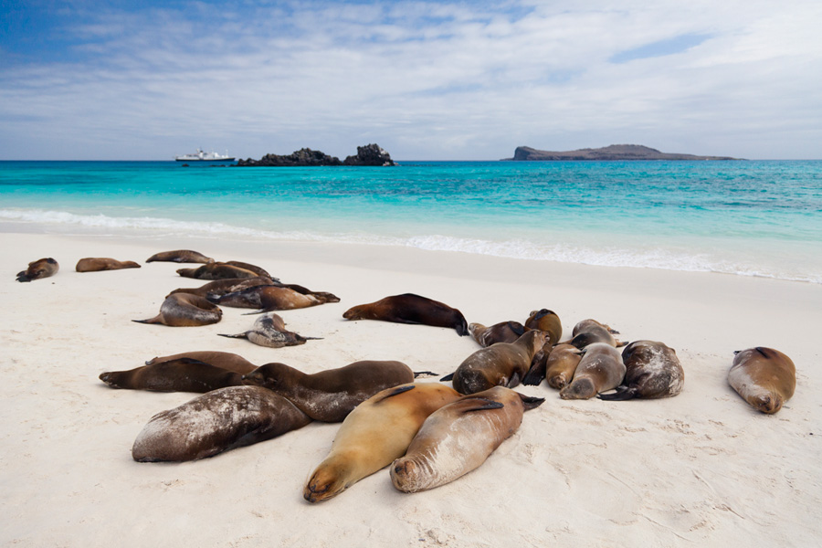 A colony of sea lions nap on a sandy beach on the island of Espanola 