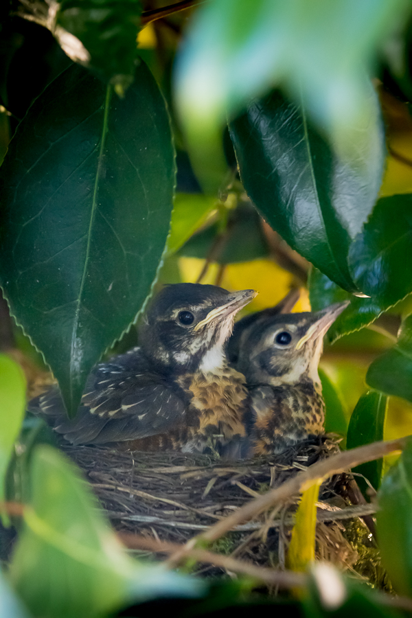 Four American Robin Chicks in their nest outside our kitchen window
