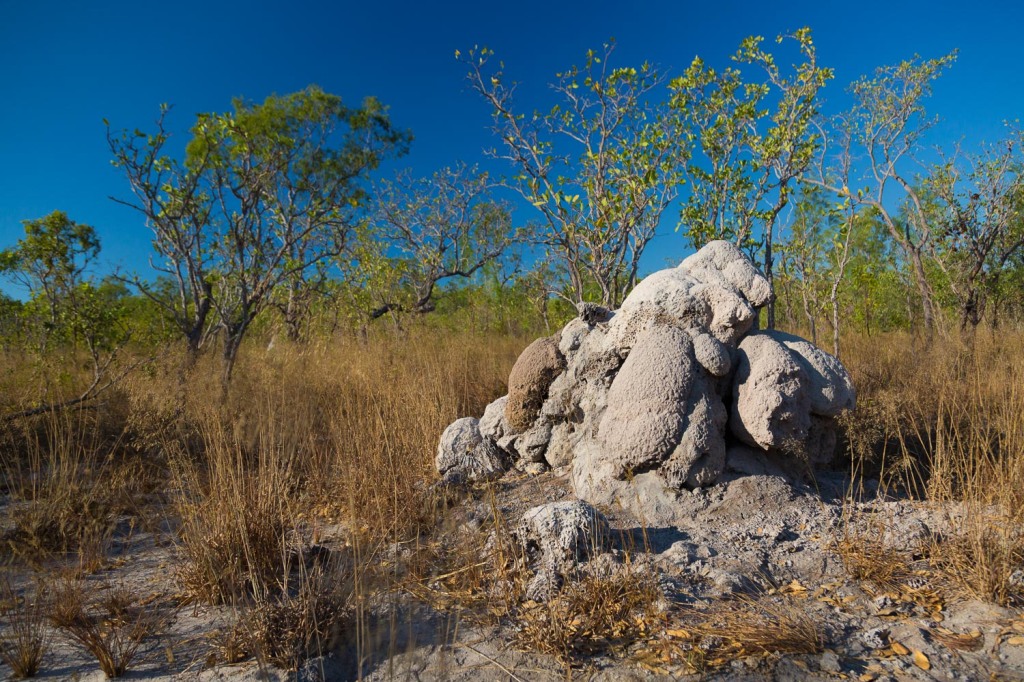 Termite mounds, Vansittart Bay, Kimberley Coast, Australia