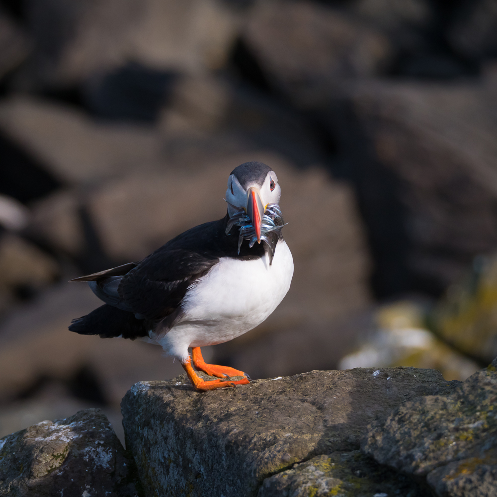A Puffin at a colony on Flatey Island, Iceland