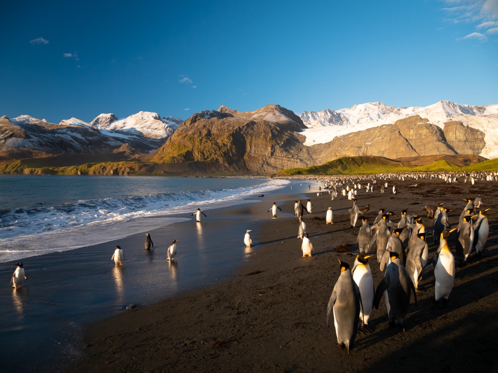 A King penguin colony at Gold Harbor on the island of South Georgia in the Southern Ocean