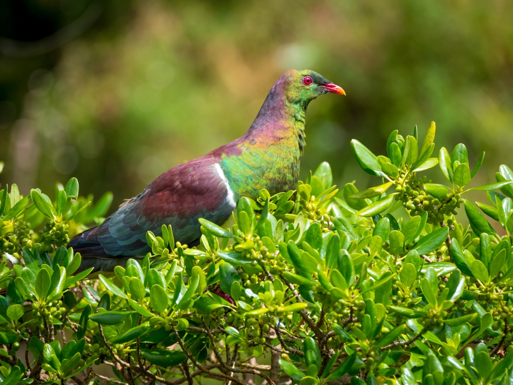 A Kererū, or New Zealand pigeon is endemic to the country and found in forested areas. This picture was made at Tiritiri Matangi, a pest free island that is an open sanctuary that anyone may visit and is reachable by ferry service from Auckland.  